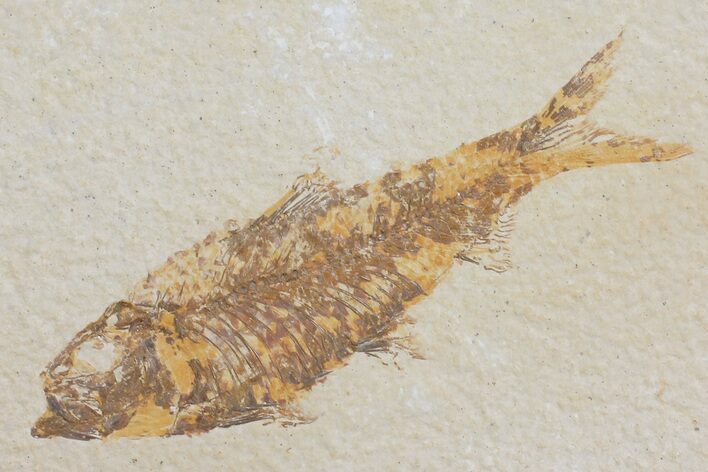 Detailed Fossil Fish (Knightia) - Wyoming #176421